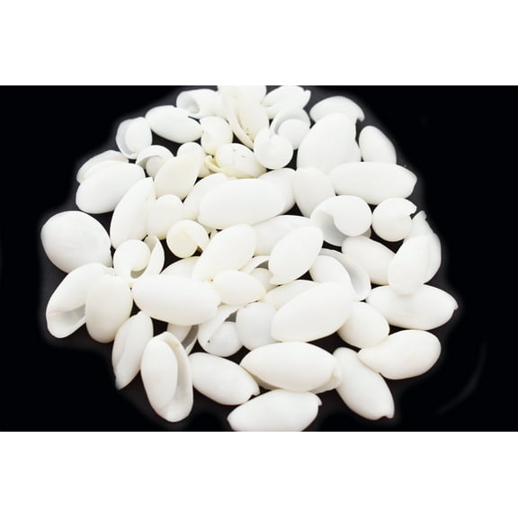 Set of 100 Small White Bubble Shells (3/4" - 1 1/4") Beach Wedding Crafts Decor Hobby Scrapbooking