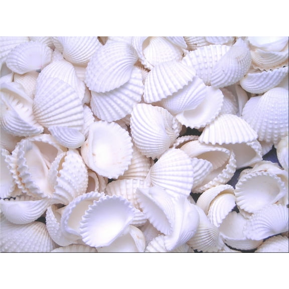 Set of 100 Tiny White Ark Shells Seashell 1/2"-3/4" Beach Wedding Decor Crafts Hobby