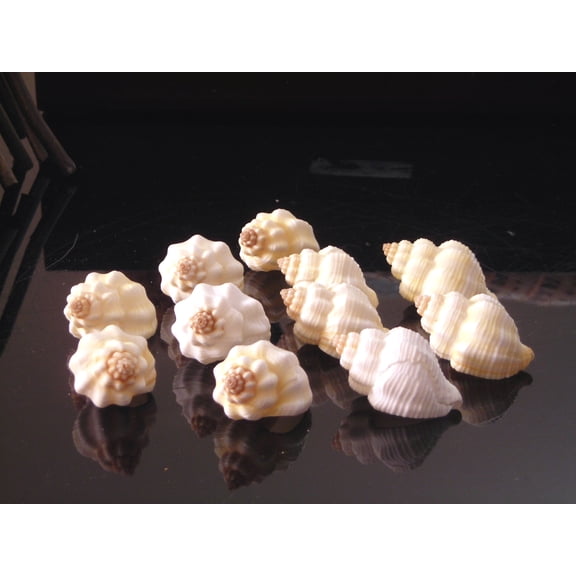 Set of 12 Beautiful Small Cancellaria Shells (about 1") Beach Arts & Crafts Hobby Wedding Decor