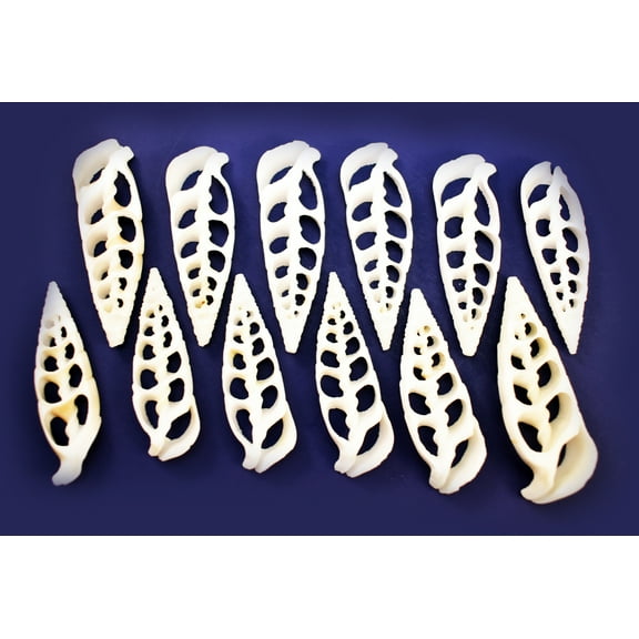 Set of 12 Center Cut White Cerithium Shells Shells Seashells 1 1/2" - 2" Shellcraft Beach Crafts Nautical Decor Center Slices