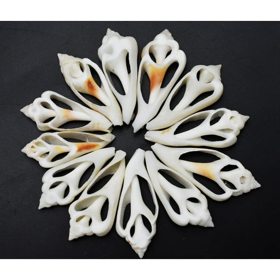 Set of 12 Center Cut White Chula Shells (1 1/2 - 2") for Beach Crafts Ocean Arts Coastal Cottage and Nautical Decor