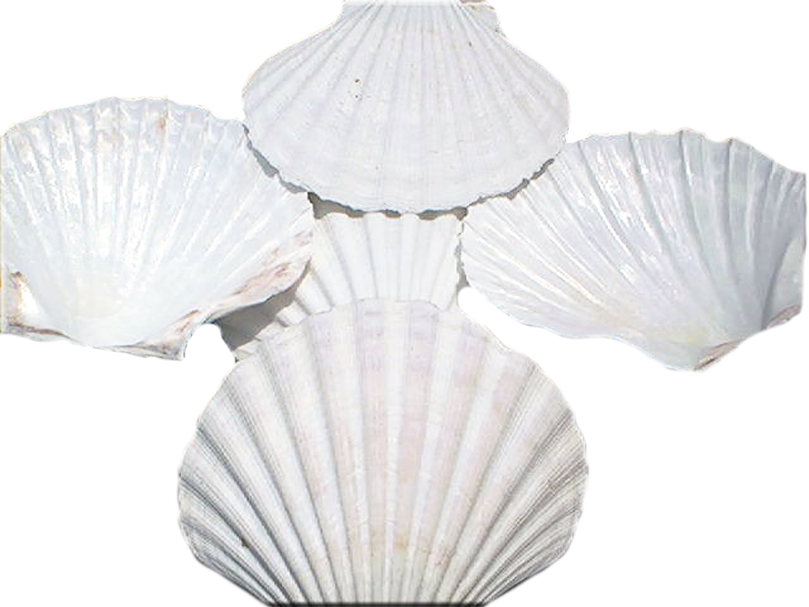 Set of 12 Large Real Baking Scallop Shells (4 - 4 3/8) for Cooking,  Baking, Serving Food Beach Crafts and Coastal Decor 