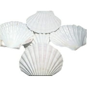 Set of 12 Large Real Baking Scallop Shells 4 - 4 3/8 for Cooking, Baking, Serving Food Beach Crafts and Coastal Decor