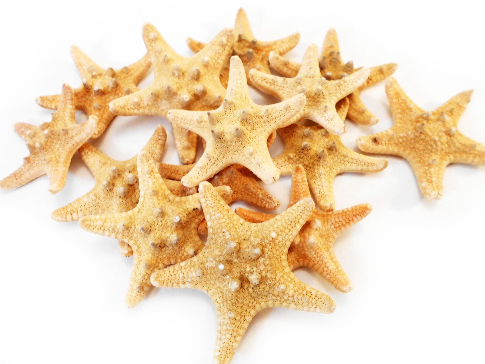 Florida Shells & Gifts Set of 12 Beige & Brown Knobby Mini Starfish, 1 ...