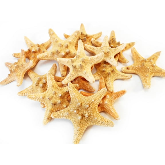 Florida Shells & Gifts Set of 12 Beige & Brown Knobby Mini Starfish, 1 1/2"- 2" (38-50 mm)