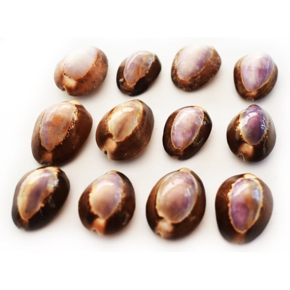 Set of 12 Purple Top Snake Head Cowries Shells Seashells Beach Crafts Nautical Jewelry Coastal Cottage (Not Drilled)