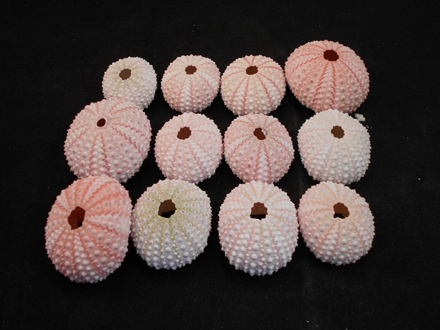 Set of 12 Sea Urchin Seashells Shells for Beach Wedding Craft Nautical ...