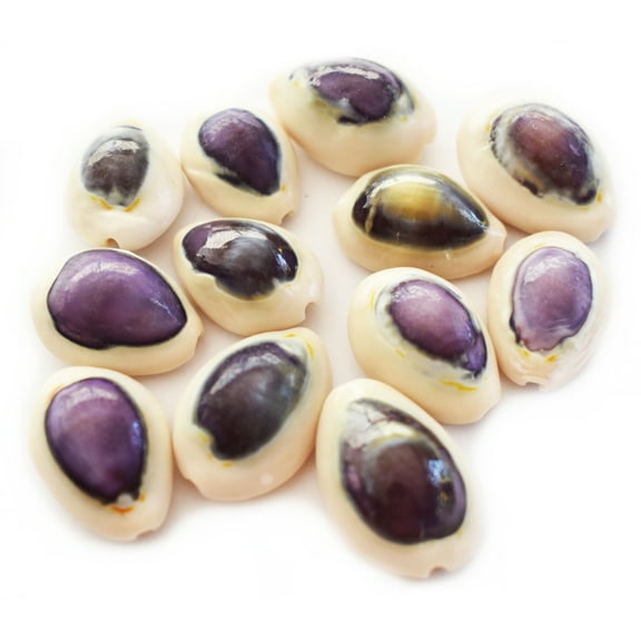 Set of 12 Select Purple Top Money Cowrie Shells Seashells 1/2-1" Shellcraft Cypraea Moneta Crafts - Not Drilled