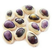 Set of 12 Select Purple Top Money Cowrie Shells Seashells 1/2-1 Shellcraft Cypraea Moneta Crafts - Not Drilled