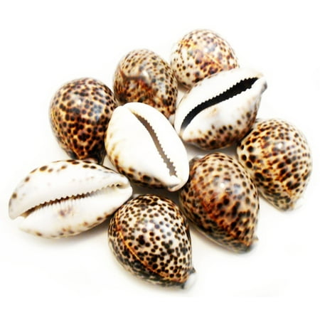 Set of 12 Select X-Large Tiger Cowrie (Cypraea Tigris) Shells 3 1/2"+ (89-96 mm) Beach Arts & Crafts