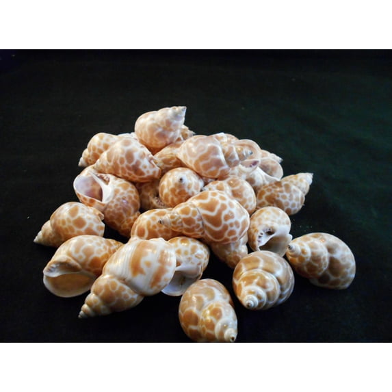 Set of 12 Small Babylon Shells 1 1/4 - 1 1/2" (32-38mm) for Small Hermit Crabs Aquarium Decor