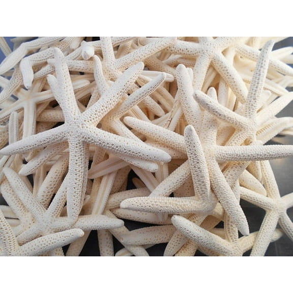 Set of 12 Small White Finger Starfish 2" - 3" Beach Weddings Crafts Coastal Decor Nautical