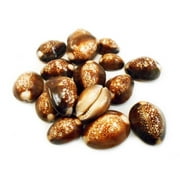 Set of 12 Snake Head Cowries Shells Seashells Beach Crafts Nautical Jewelry Coastal Cottage