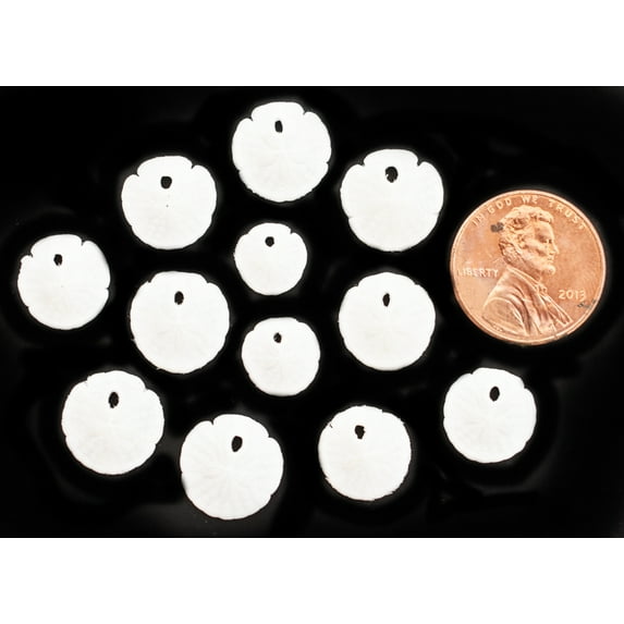 Set of 12 Tiny White Florida Sand Dollars (1/2"-1") Penny Size Beach Wedding Crafts Beach Decor Wedding Invitations