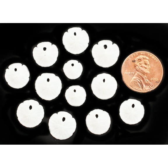 Set of 12 Tiny White Florida Sand Dollars (1/2"-1") Penny Size Beach Wedding Crafts Beach Decor Wedding Invitations