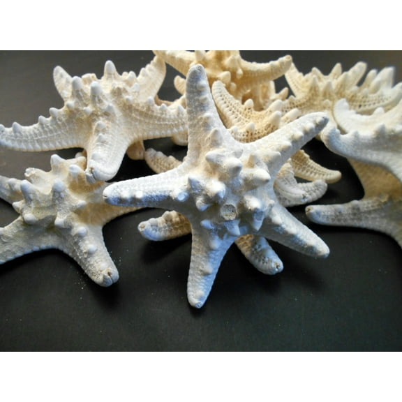 Set of 12 White Knobby Starfish for Beach Wedding Crafts and Decor 4-6" (100-150 mm) Nautical Coastal Beach Cottage Decor