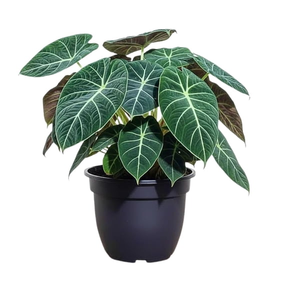 Set of 2 Alocasia Live Plants, Alocasia Live Plant, Indoor Houseplant, 4-6 Inches Tall for Growing (Black)