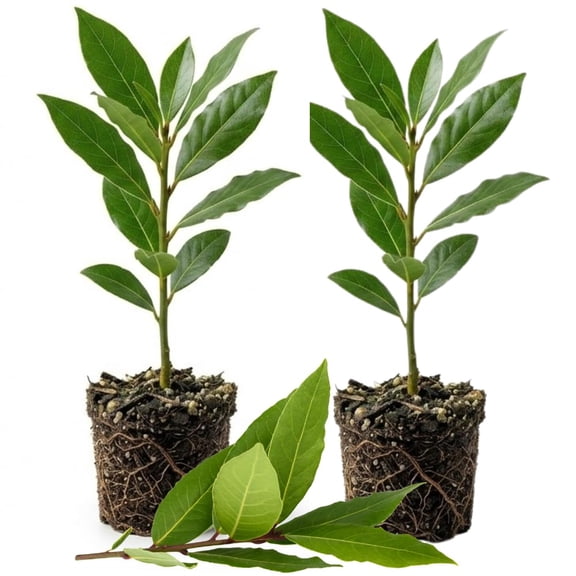 Set of 2 Bay Leaf Plants Live, Bay Laurel Culinary Herb Plants, 58 Inches Tall, Fragrant Herb for Indoor or Outdoor Growing