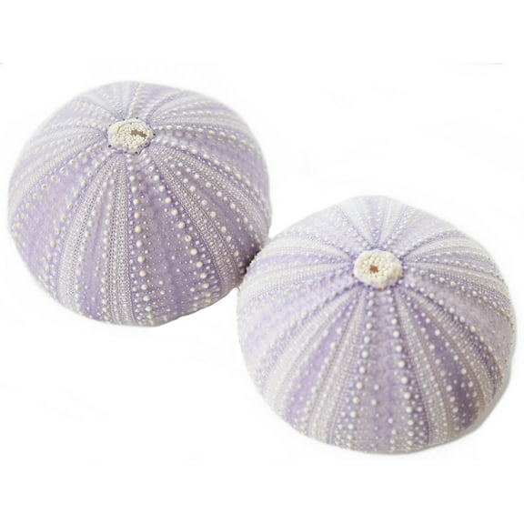 Set of 2 Beautiful Natural Purple Sea Urchin 2"+ Coastal Beach Crafts Decor Art Beach Wedding