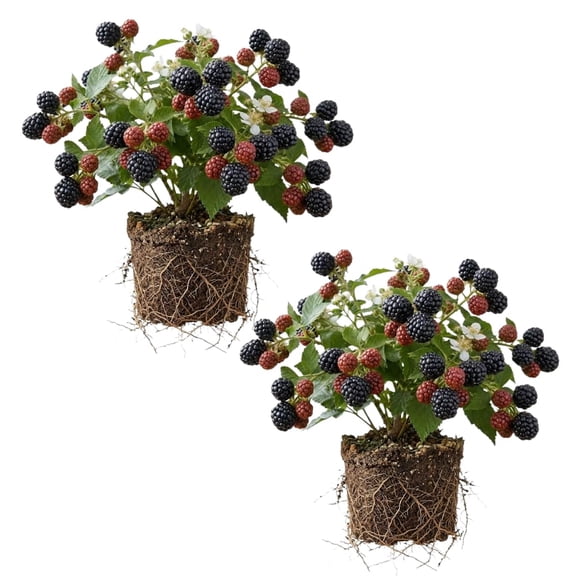 Set of 2 Blackberries Plant Live, Sweet Fruit, 4-7 Inches Tall, Blackberries Plants Live for Planting (Sweetie Pie Blackberries)