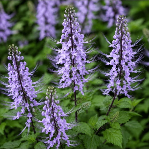 Set of 2 Blue Cat Whiskers Live Plants 4-6 Inches Tall, Blue Purple Flowering Plants for Garden, Patio, Indoor and Outdoor Containers