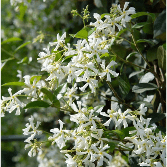 Set of 2 Confederate Jasmine Star Jasmine Live Plant Fragrant White Flower Vine Evergreen Climbing Plant Garden Trellis 4 to 6 Inch Tall