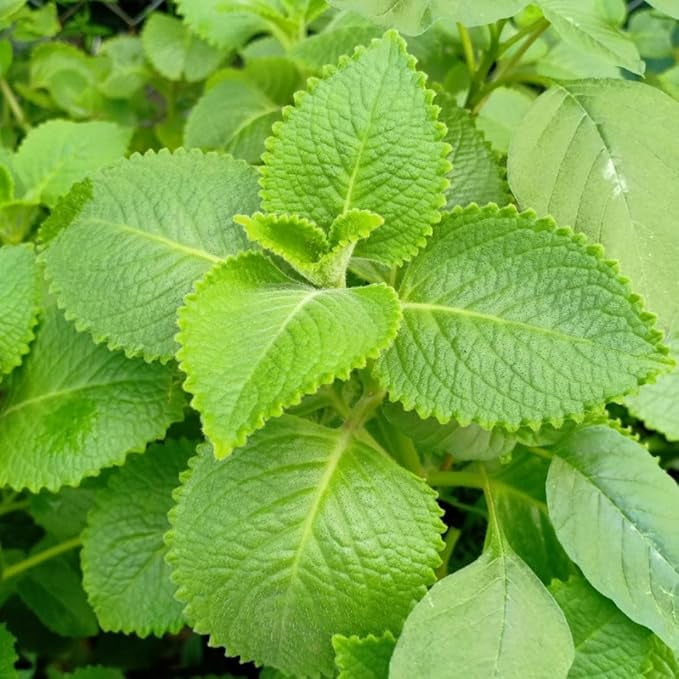 Set of 2 Cuban Oregano Live Plants 4-6 Inch Tall, Mexican Mint & Spanish Thyme Herb Plants, Fragrant Indoor & Outdoor Garden Herb