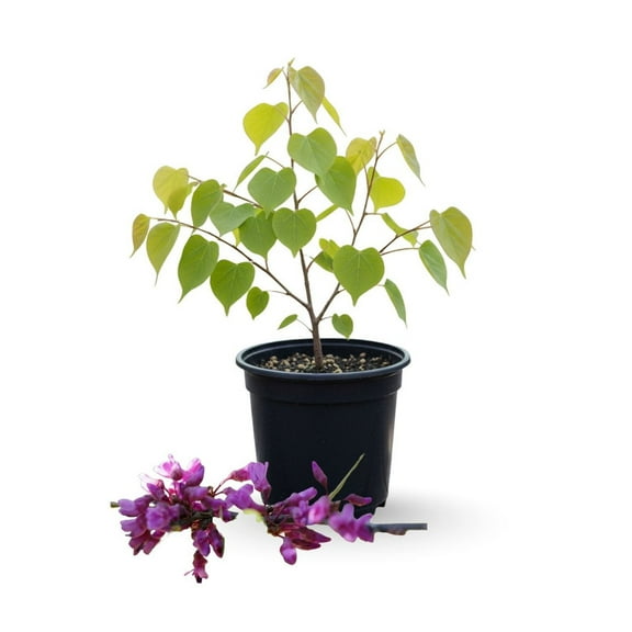 Set of 2 Eastern Redbud Trees Live Plants, 612 inch Tall, Bare Root Redbud, Pink Spring Blooms