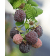 thumbnail image 1 of Set of 2 Glencoe Thornless Raspberry Live Plants, Purple Raspberry Bushes, Cold Hardy Fruit Plants, 4-8 Inch Tall, 1 of 7