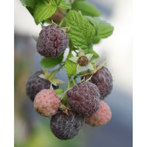 Set of 2 Glencoe Thornless Raspberry Live Plants, Purple Raspberry Bushes, Cold Hardy Fruit Plants, 4-8 Inch Tall