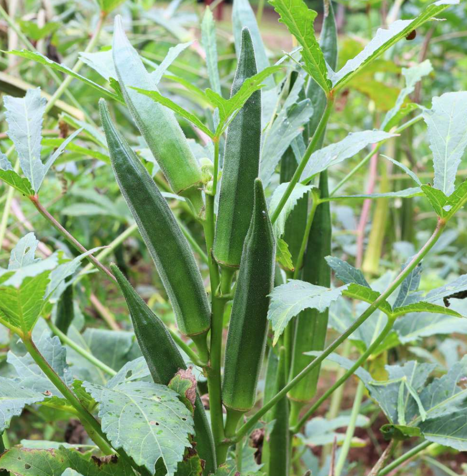 Set of 2 Green Okra Live Plants in 4 Inch Pots, 4-6 Inch Tall Vegetable Starter Plants for Indoor Outdoor Garden Planting
