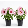 thumbnail image 1 of Set of 2 Lady Baltimore Hibiscus Moscheutos Live Plants 4-6 Inch Tall, Giant Pink Hibiscus Plants, Tropical Flowering for Garden, No Ship TX, 1 of 6