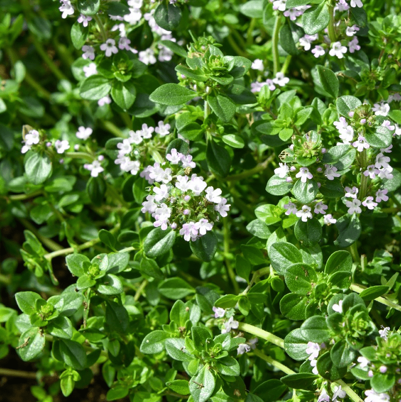 Set of 2 Lemon Thyme Live Plants 4-6 Inch Tall, Fragrant Culinary Herb for Indoor Herb Gardens, Patio Pots & Outdoor Planting