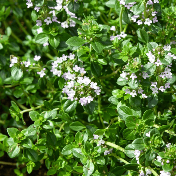 Set of 2 Lemon Thyme Live Plants 4-6 Inch Tall, Fragrant Culinary Herb for Indoor Herb Gardens, Patio Pots & Outdoor Planting