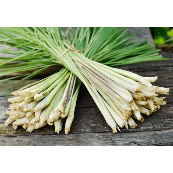 Set of 2 Lemongrass Plants 4 to 6 inch Tall, Fresh Herb, Fragrant Garden Plant for Home Garden