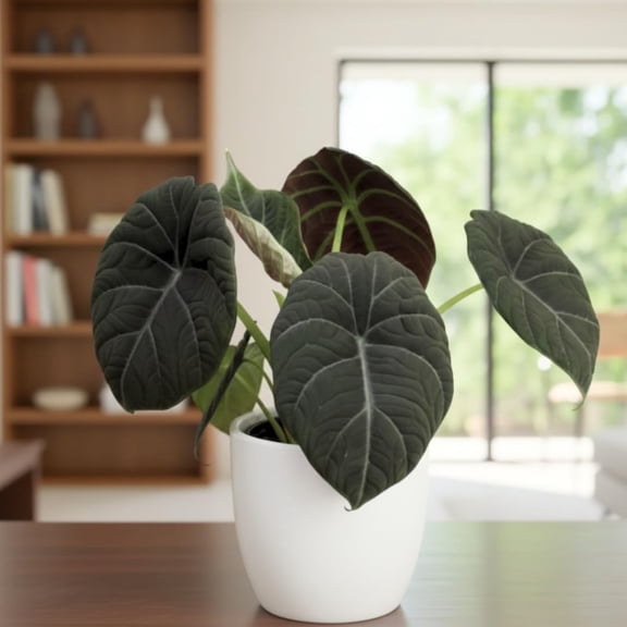 Set of 2 Live Alocasia Plants, Rare Alocasia Houseplant, 4-6 Inches Tall, Well Rooted, Ready for Planting (Grey Alocasia)