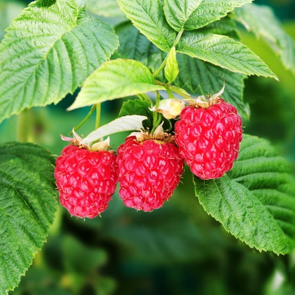 Set of 2 Live Red Raspberry Plants, Sweet Berry Shrubs, 3 Inch Pot for Growing