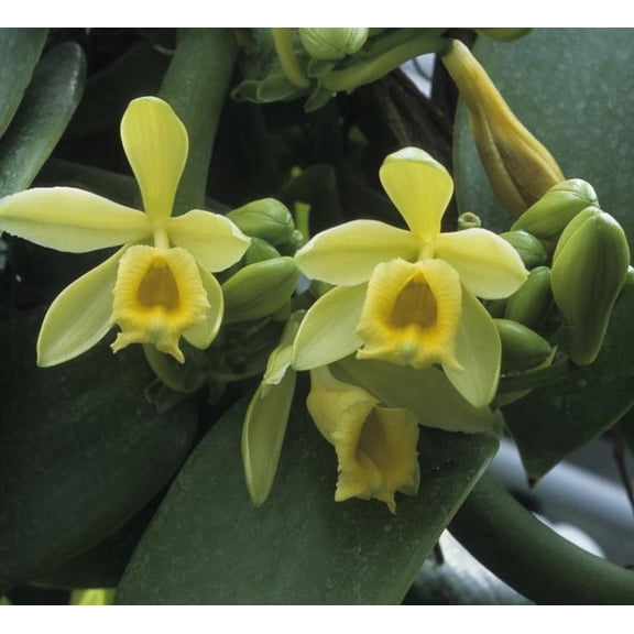 Set of 2 Live Vanilla Beans Plant Vanilla Planifolia Orchid Vine Tropical Climbing Vines Fragrant Flower, 4-6"Tall