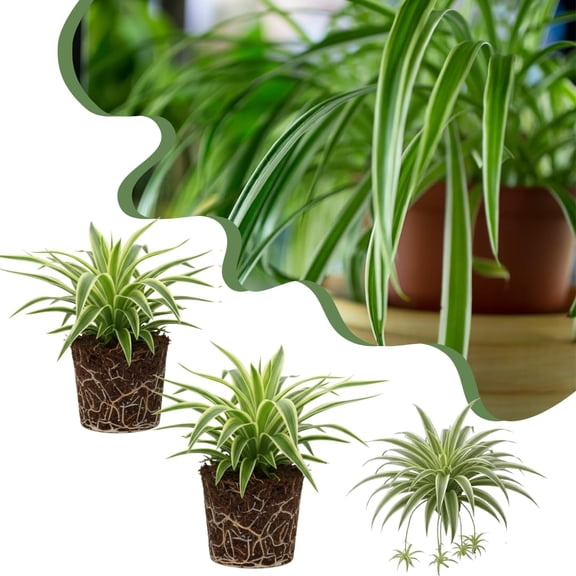 Set of 2 Live Variegated Spider Plants, Curly Spider Houseplant, No Pot, 2-4 Inches Tall for Indoor or Outdoor Planting