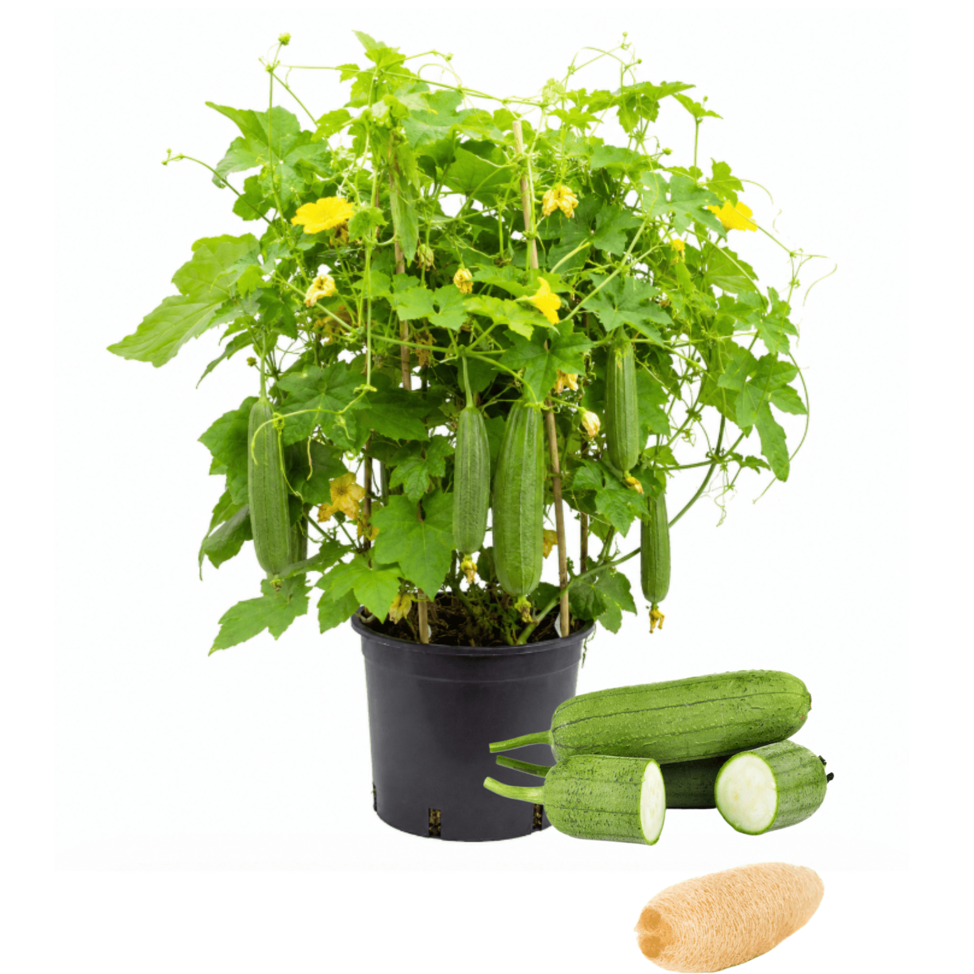 dracaena lisa cane plant Lisa Cane – Fragrance Plants and Flowers main image 1