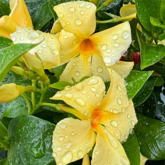 Set of 2 Mandevilla Plants Live, Yellow Mandevilla Flower Plants, 4 to 6 Inches Tall, Mandevilla Well Rooted, Live Mandevilla Plant Outdoors