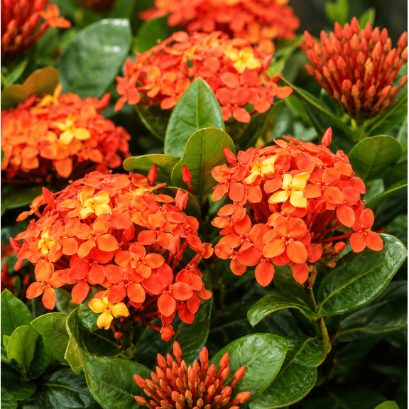 Set of 2 Maui Red Ixora Live Plants 4-6 Inch Tall, Tropical Flowering Shrubs for Garden, Patio and Containers