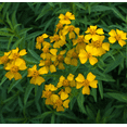 thumbnail image 1 of Set of 2 Mexican Tarragon Live Herb Plants, 4–9 Inch Tall Well-Rooted Mexican Mint Marigold for Outdoor Garden Beds & Containers, 1 of 7