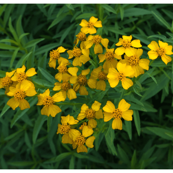 Set of 2 Mexican Tarragon Live Herb Plants, 49 Inch Tall Well-Rooted Mexican Mint Marigold for Outdoor Garden Beds & Containers