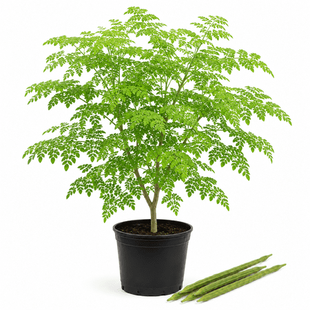 Set of 2 Moringa Oleifera Live Plants, 10-18 Inch Drumstick Tree Seedlings in Pots for Outdoor Gardens, No Ship to CA