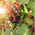 thumbnail image 1 of Set of 2 Navaho Thornless Blackberry Live Plants 4-6 Inch Tall, Sweet Berry Bushes for Gardens, 1 of 6
