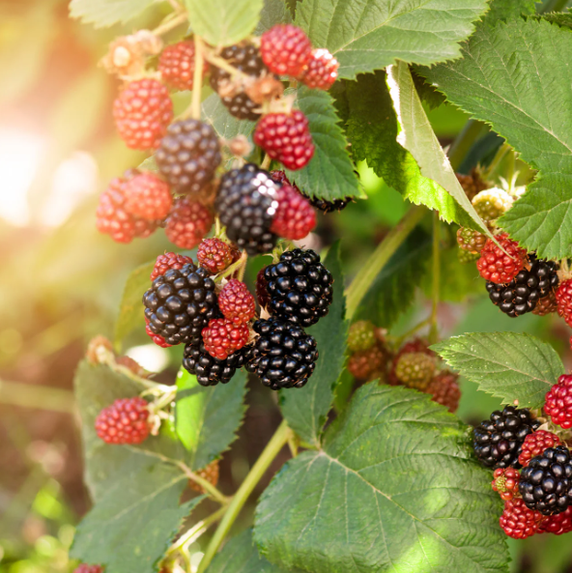 Set of 2 Navaho Thornless Blackberry Live Plants 4-6 Inch Tall, Sweet Berry Bushes for Gardens