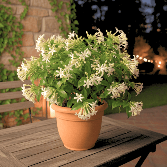Set of 2 Night Blooming Jasmine Live Plant, Jasmine Plant Live, Fragrant Flowering Shrub, 4 to 7 inches Tall for Planting