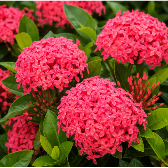 Set of 2 Nora Grant Ixora Live Plants 4-6 Inch Tall, Tropical Flowering Shrubs for Garden, Patio and Containers