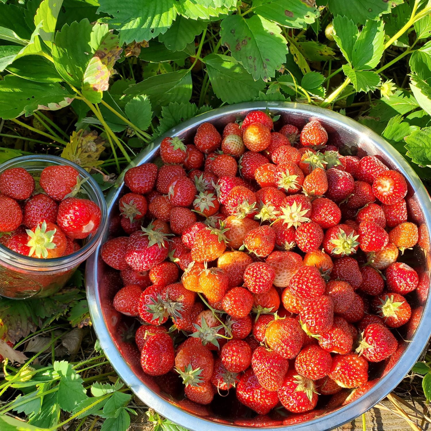 Set of 2 Old North Sea Strawberry Plants, 4-8 Inch Tall, Rooted, No Pot,  Cold Hardy, Sweet Juicy Berries, Heirloom Variety, Ready for Garden -  Walmart.com